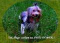 Biewer Yorkshire Terrier . Śliczny YORK - Biewer z paszportem . Rodowód