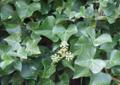 BLUSZCZ HEDERA GREENHEART sadzonka w doniczce 9x9cm