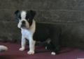 Boston Terrier FCI po Championach