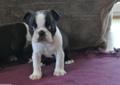 Boston Terrier FCI po Championach
