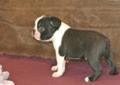 Boston Terrier FCI po Championach