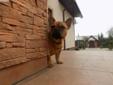 Buldog Francuski - 6-miesięczny pies Rodowód