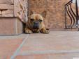 Buldog Francuski - 6-miesięczny pies Rodowód