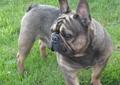 Buldog Francuski SABLE reproduktor- krycie Rodowód