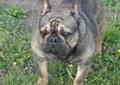 Buldog Francuski SABLE reproduktor- krycie Rodowód