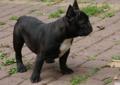 Buldog francuski ZKwP FCI French Buldog Rodowód
