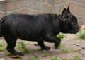 Buldog francuski ZKwP FCI French Buldog Rodowód