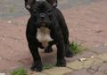 Buldog francuski ZKwP FCI French Buldog Rodowód