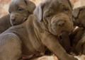 Cane Corso szczeniaczki BŁĘKITNE Rodowód