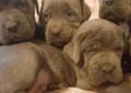 Cane Corso szczeniaczki BŁĘKITNE Rodowód