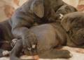 Cane Corso szczeniaczki BŁĘKITNE Rodowód