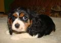 Cavalier -Certyfikat Kennel Club