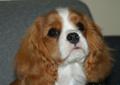 Cavalier King Charles Spaniel-piesek z meryką ZKwP/FCI/ Rodowód