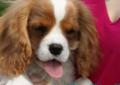 Cavalier King Charles Spaniel-piesek z meryką ZKwP/FCI/ Rodowód