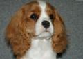 Cavalier King Charles Spaniel-piesek z meryką ZKwP/FCI/ Rodowód
