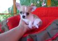 CHIHUAHUA, Ciłała, Cziłała - śliczne pieski z rod. (602)299-340 Rodowód