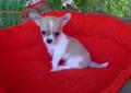 CHIHUAHUA, Ciłała, Cziłała - śliczne pieski z rod. (602)299-340 Rodowód