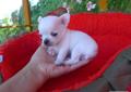 CHIHUAHUA, Ciłała, Cziłała - śliczne pieski z rod. (602)299-340 Rodowód