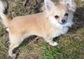 Chihuahua długowłosy Poznań Rodowód