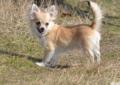 Chihuahua długowłosy Poznań Rodowód