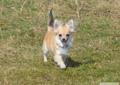 Chihuahua długowłosy Poznań Rodowód