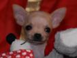Chihuahua FCI -pierwsze szczenięta w Polsce po tych rodzicach Rodowód