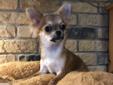 Chihuahua FCI, ZkwP - szczeniaki Rodowód
