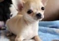 Chihuahua krótkowłosa malutka kremowa i czarna podpalana Rodowód