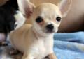 Chihuahua krótkowłosa malutka kremowa i czarna podpalana Rodowód