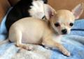 Chihuahua krótkowłosa malutka kremowa i czarna podpalana Rodowód
