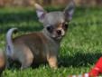 Chihuahua krótkowłose Rodowód