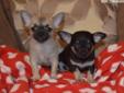 Chihuahua mini tea cap szczenięta rodowód ZKwP mini puppies FCI OKAZJA Rodowód