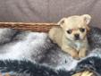 Chihuahua miniaturka szczeniaczek, rodowód ZKwP/FCI szczeniaki, szczeniaczki, szczenięta, szczeniak