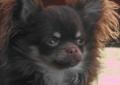 Chihuahua Reproduktory ***MEGA MINI***KRYCIE~~Mamy Szczeniaki BŁĘKITNE
