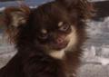 Chihuahua Reproduktory ***MEGA MINI***KRYCIE~~Mamy Szczeniaki BŁĘKITNE