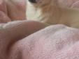 Chihuahua sliczna suczka z rodowodem FCI 2500zl Rodowód