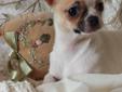 Chihuahua suczka z rodowodem sprzedam FCI Rodowód