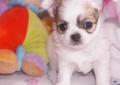 CHIHUAHUA - urocze pieski, rodowód FCI! Rodowód