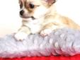 Chihuahua - uroczy pręgusek, ZKwP, FCI! Rodowód