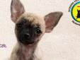 Chihuahua - wyjątkowej urody sunia krótkowłosa.Rodowód ZKwP FCI Rodowód