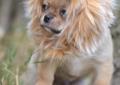 chihuahua z rodowodem FCI Rodowód