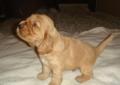 Cocker spaniel angielski - szczenięta rodowodowe FCI