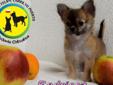 Cudowne Chihuahua z rodowodem ZKwP FCI. Rodowód