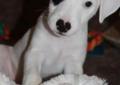Cudowny Szczeniak Jack Russell Terrier RODOWÓD