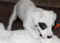 Cudowny Szczeniak Jack Russell Terrier RODOWÓD