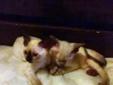 Devon Rex- Kocięta cudowne, wierne i rozumne... Rodowód