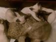 Devon Rex- Kocięta cudowne, wierne i rozumne... Rodowód