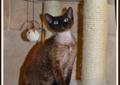 Devon Rex Niesamowita Salonowa dziewczynka - BumbleBee Rodowód