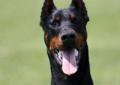 Doberman,Dobermany - szczenieta z rodowodem Rodowód