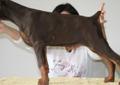 Doberman - szczenięta rodowodowe - ZKwP (FCI) JUŻ DO ODBIORU Rodowód